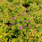 Tavoľník japonský (Spiraea Japonica) ´GOLDEN PRINCESS´ - výška 10-20 cm ⌀ 20 cm , kont. C2L